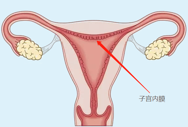 女性子宫内膜薄备孕多年怀不上？学会调理内膜是好孕的关键点